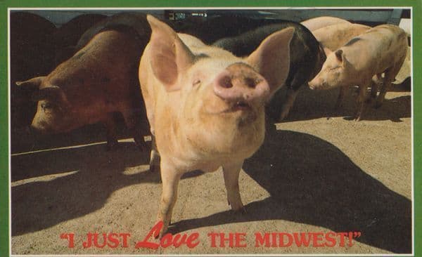 I Just Love The Midwest American Pig Postcard