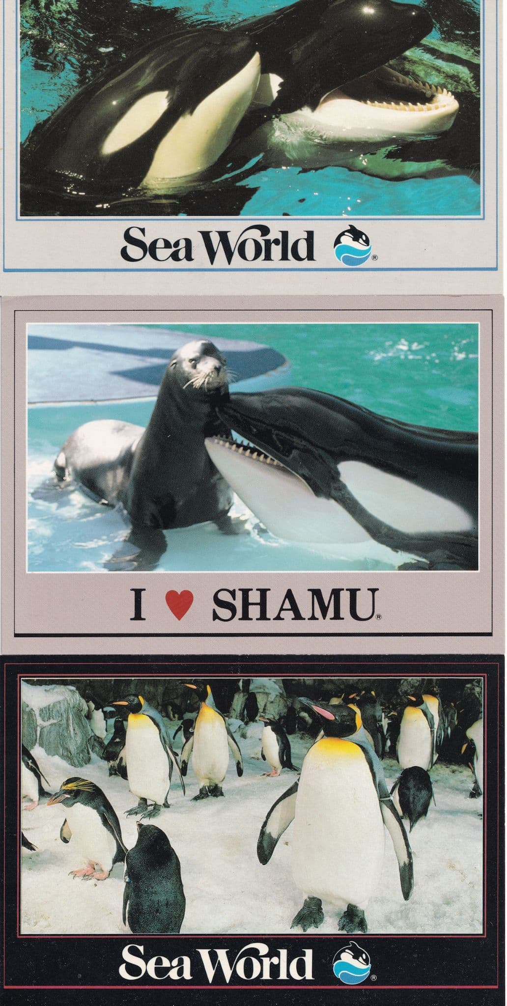 I Love Shamu Sea World San Diego USA 3x Postcard s