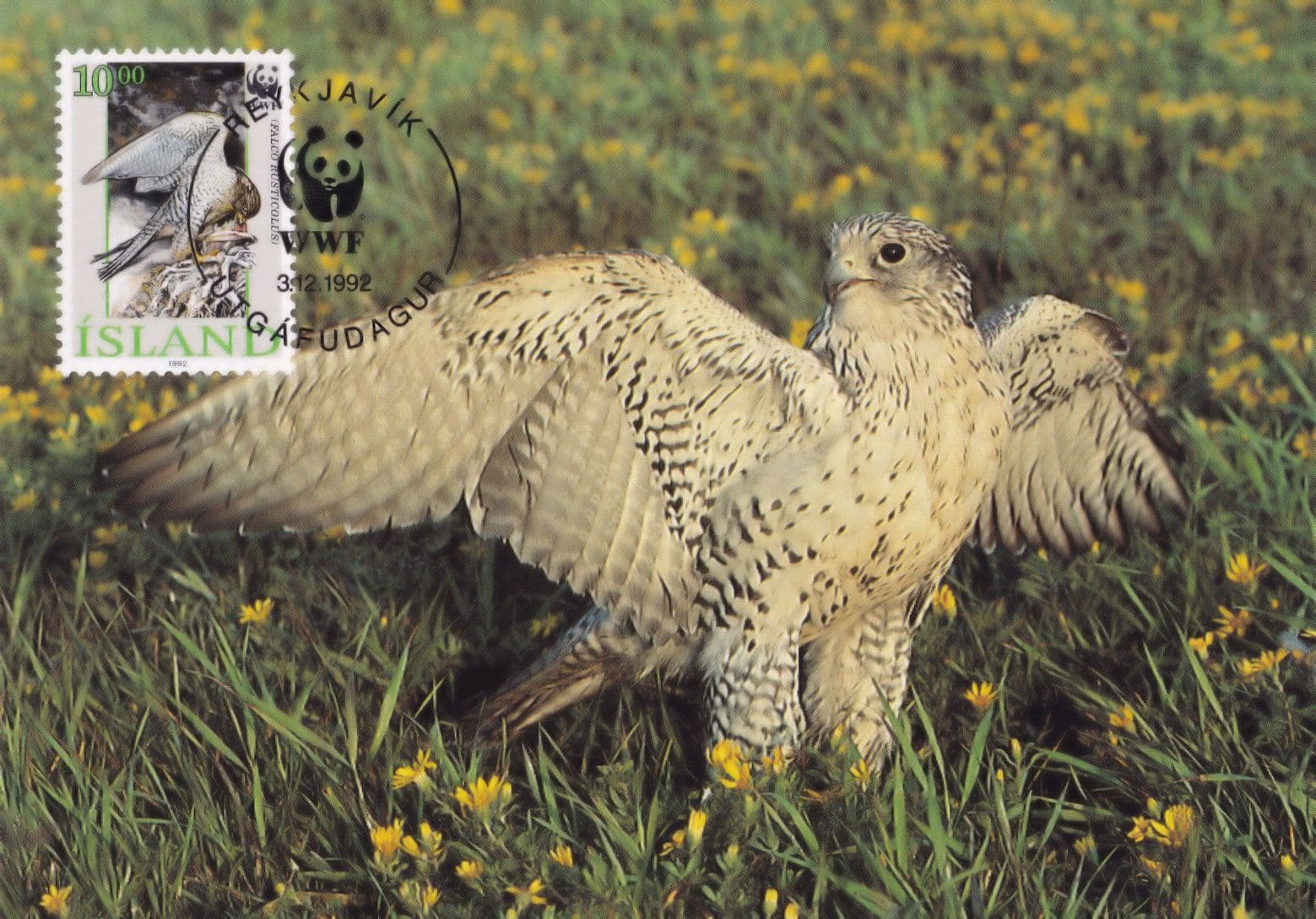 Iceland Gyrfalcon WWF Stamp First Day Cover Postcard