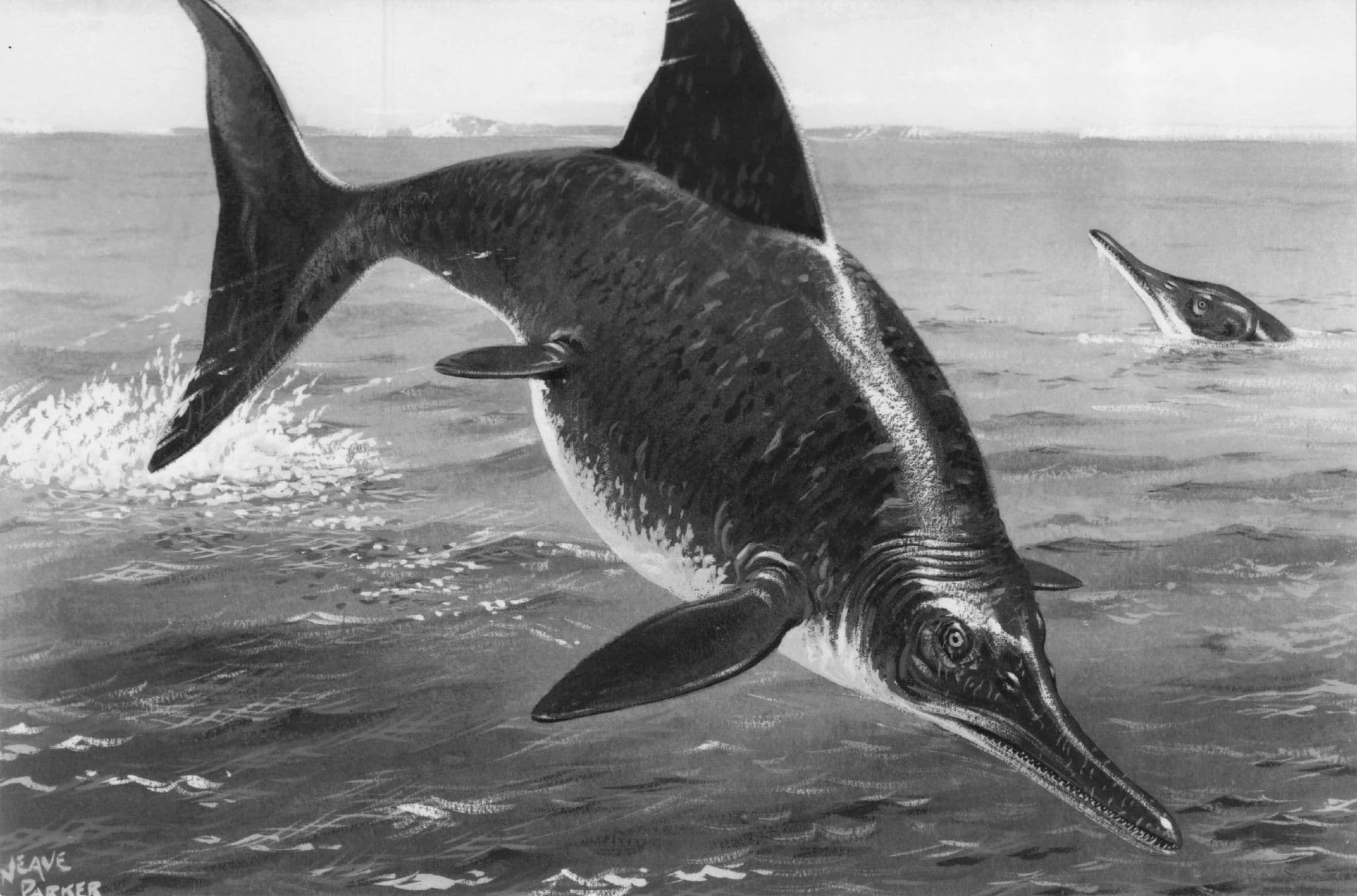 Ichthyosaurus Prehistoric Dinosaur Fish Rare Museum Real Photo Postcard