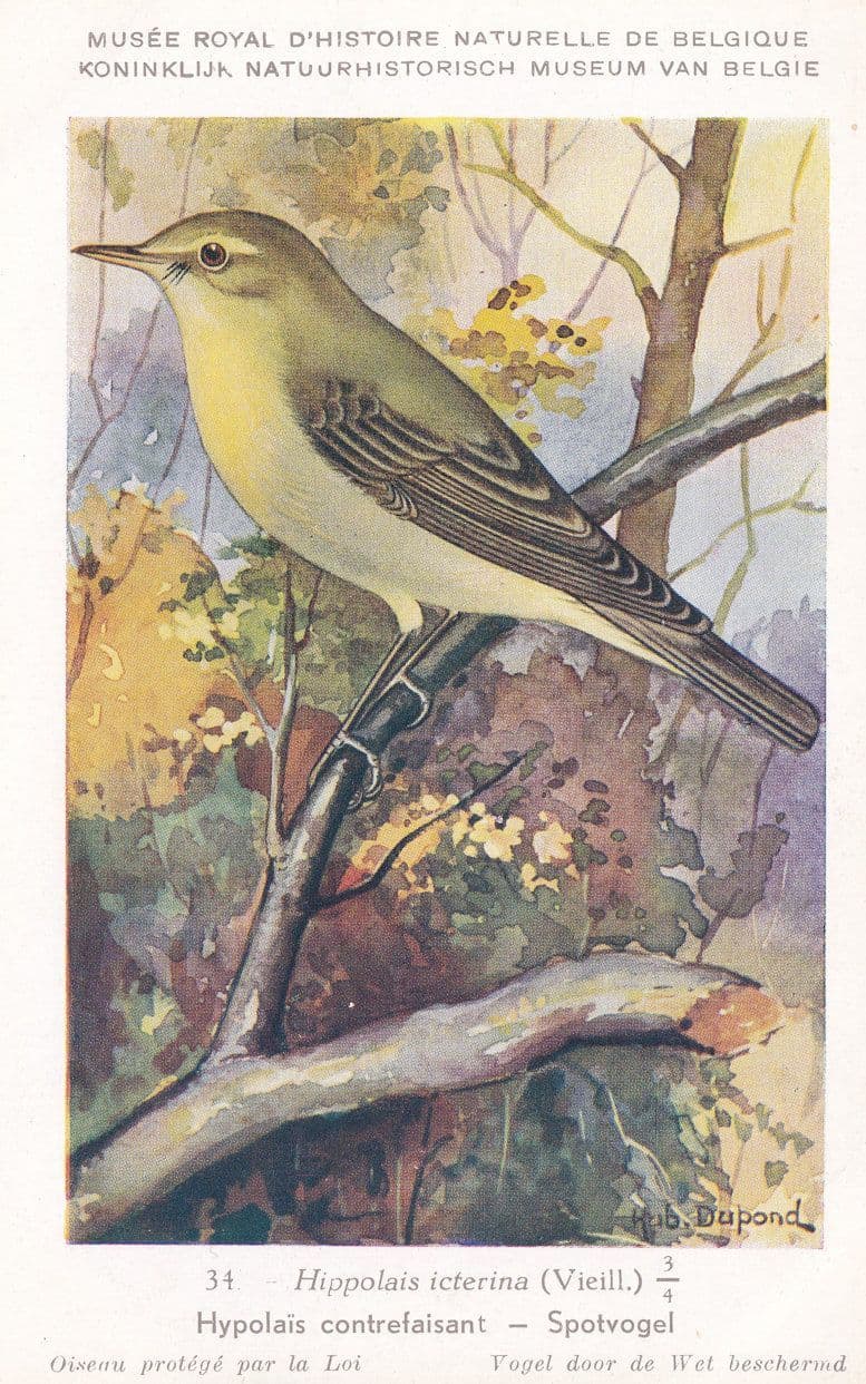 Icterine Warbler Hippolais Icterina Bird WW2 Rare Postcard