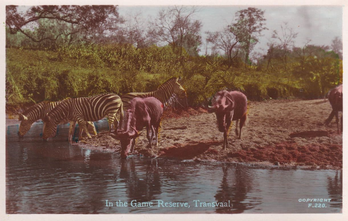 In The Game Reserve Transvaal South Africa Animal Postcard