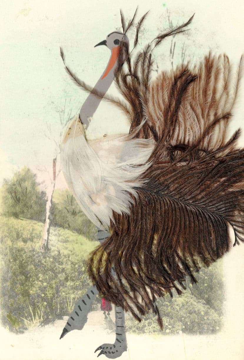 Incredible Carnival Skeletal Fan Real Feathers Bird German Old Postcard