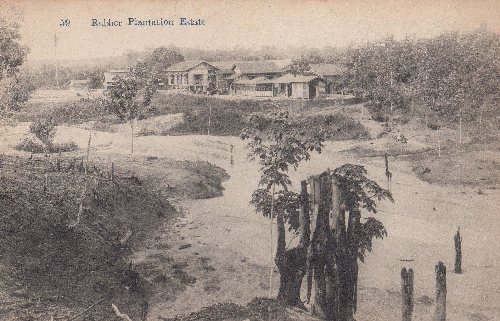 Indian Rubber Plantation Estate Old Postcard
