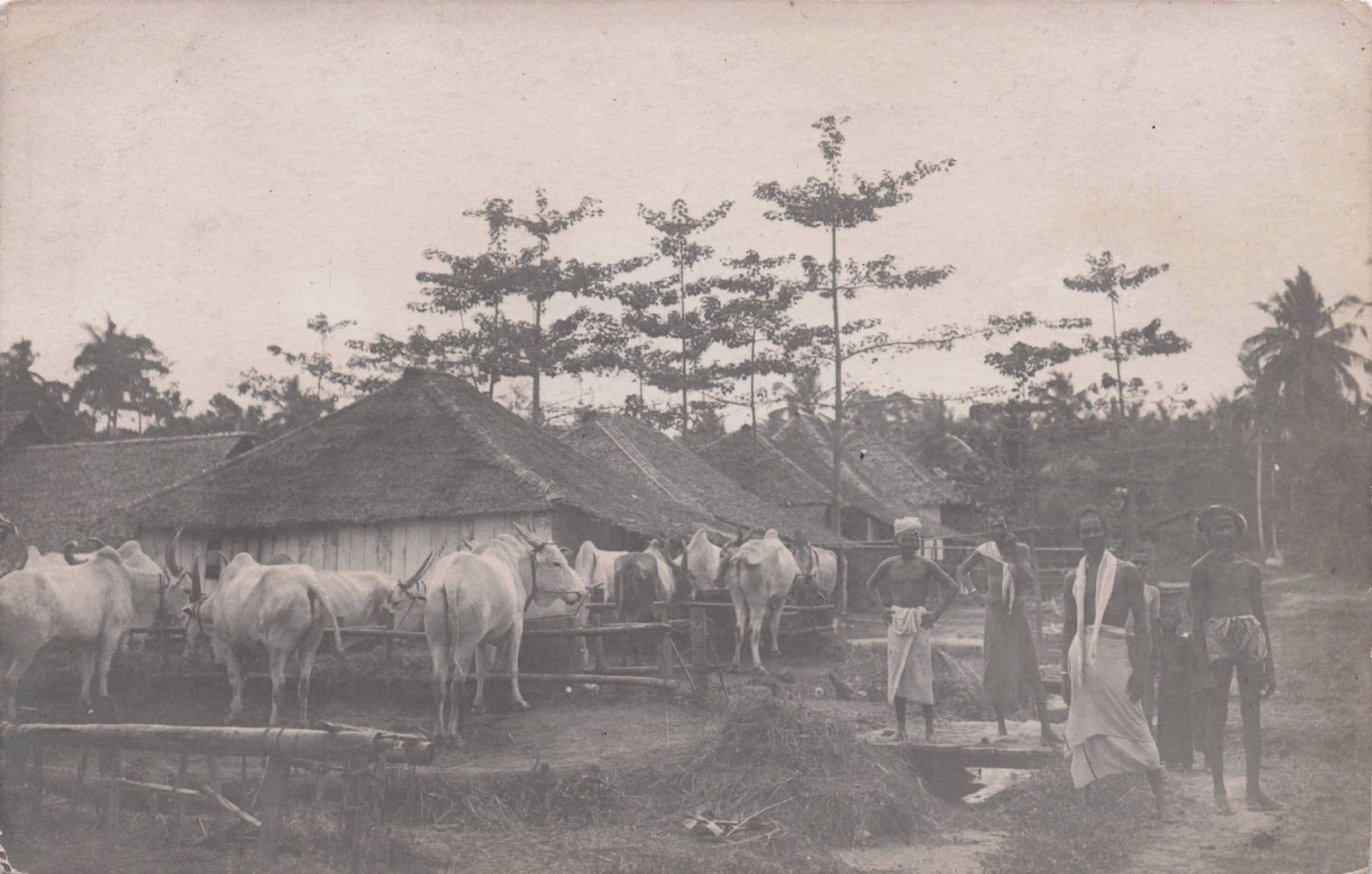 Indonesia Farm Houses & Cattle Natives Antique Postcard