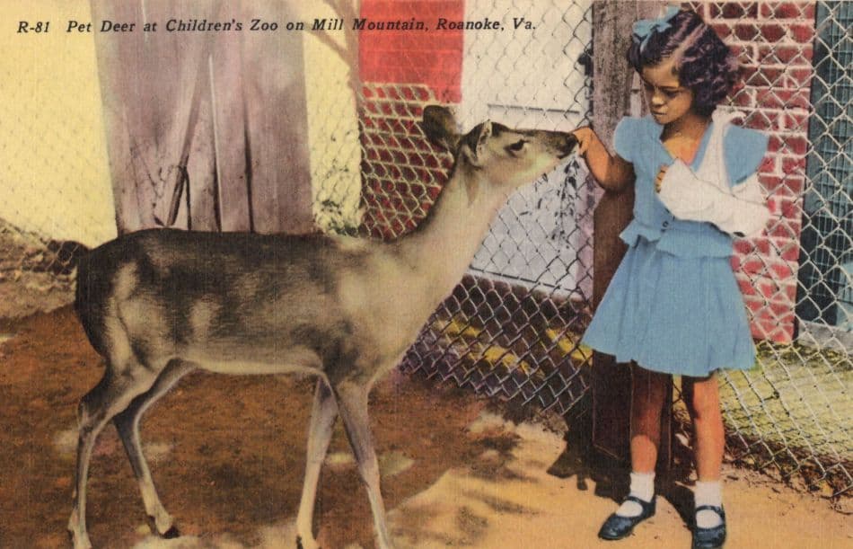 Injured Girl in Sling With Pet Deer Roanoke USA Childrens Zoo Old Postcard