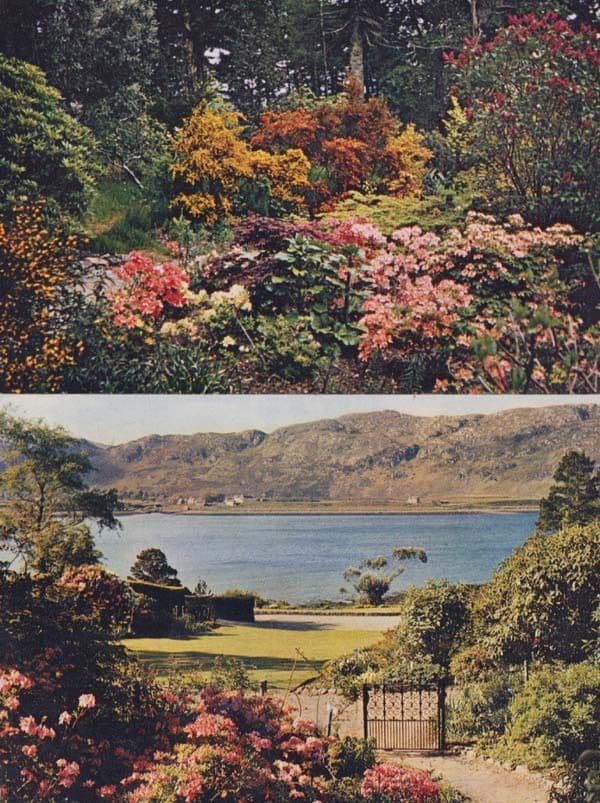 Inverewe Garden Wester Ross Azeleas Flowers Gardens 2x Rare Scottish Postcard s