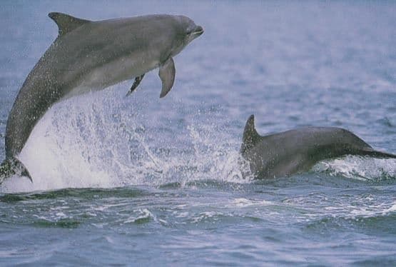 Isle Of Mull Jumping Dolphins Scottish Postcard