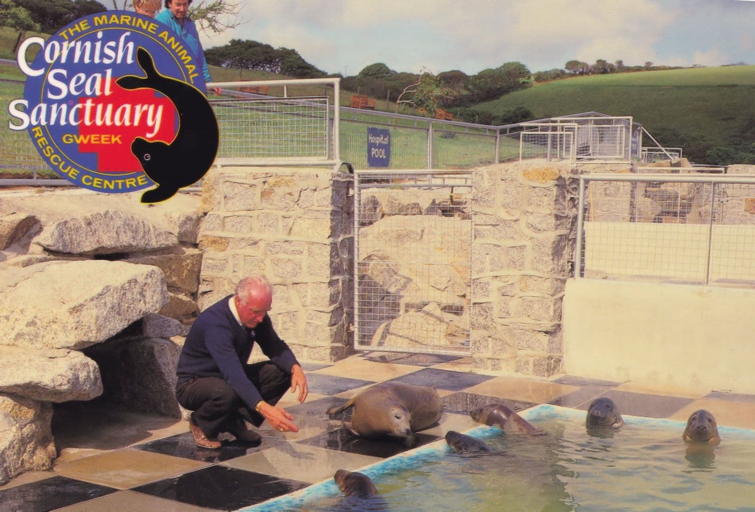 Isolation Pool Feeding Training Time Cornish Seal Sanctuary Postcard