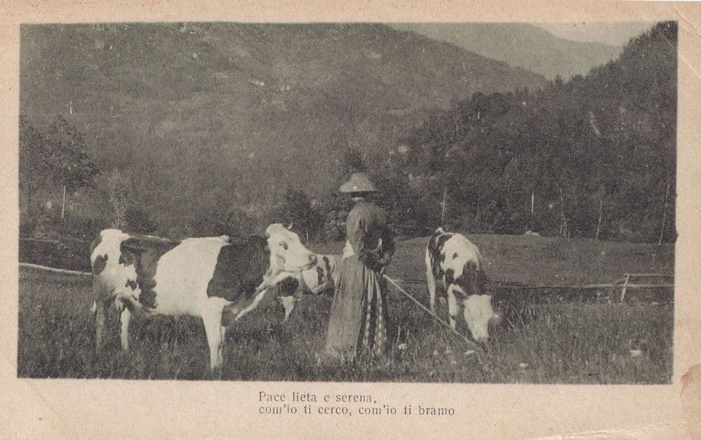 Italian Lady With Farm Cows Italy 1918 WW1 Postcard