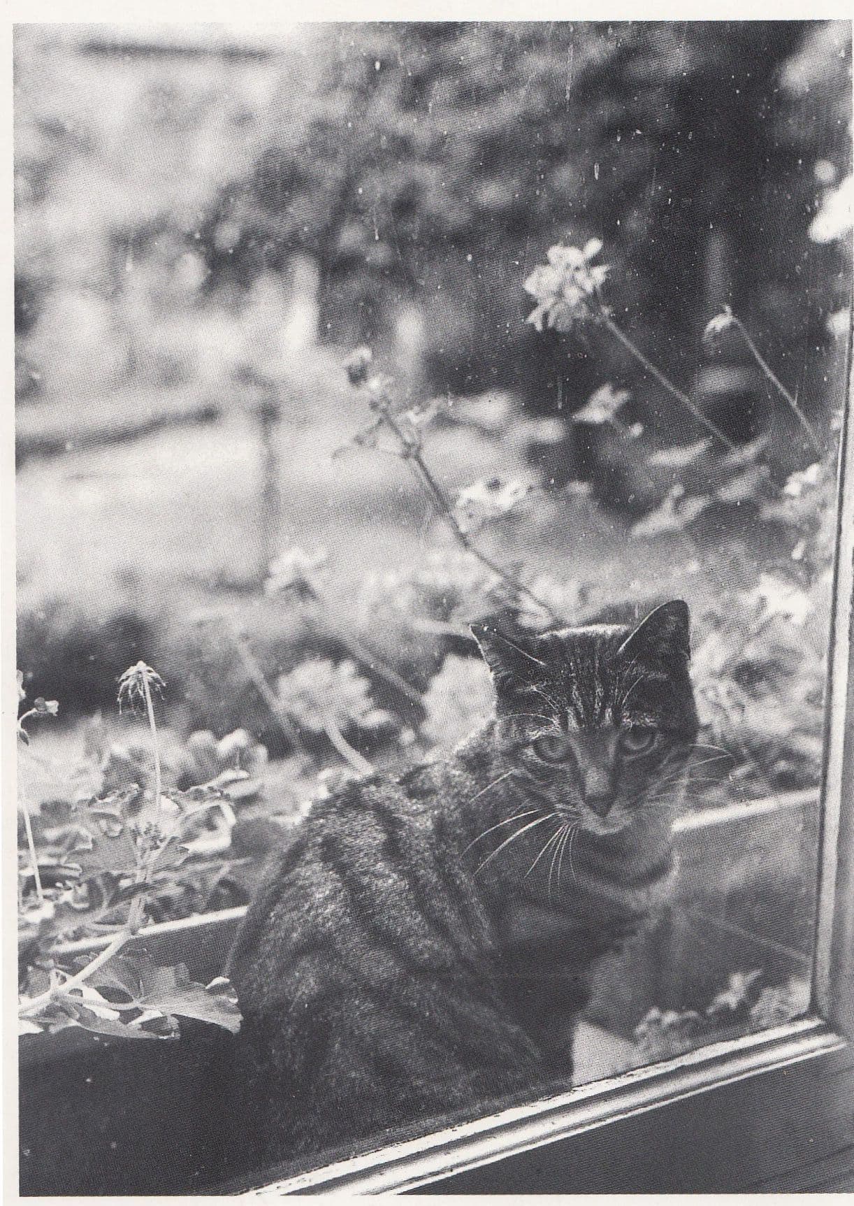Italian Tabby Cat On Windowsill In Rain Let Me In Art Postcard