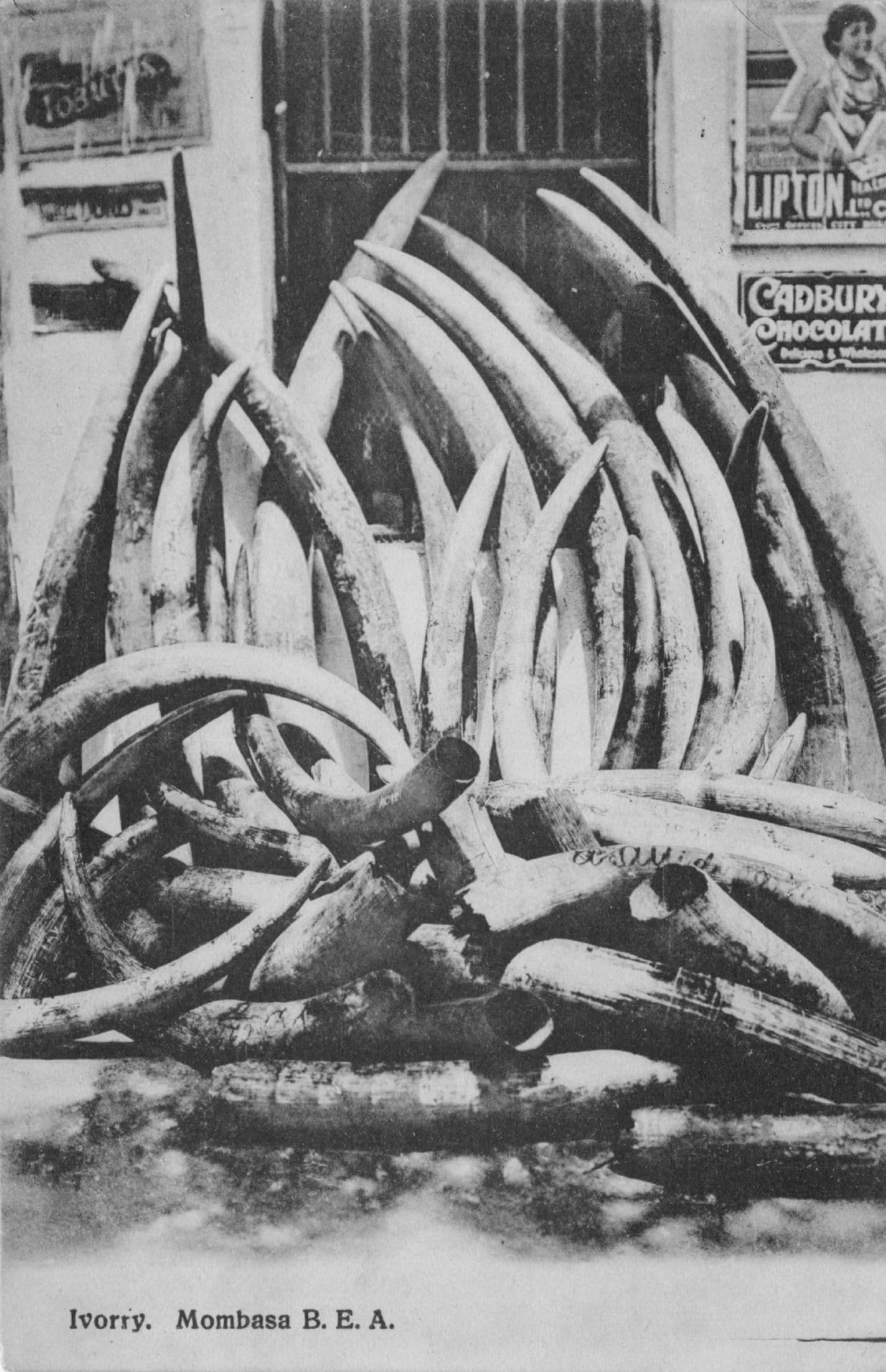 Ivory Tusks Mombasa By Cadburys Chocolate Poster Old Hunting Postcard