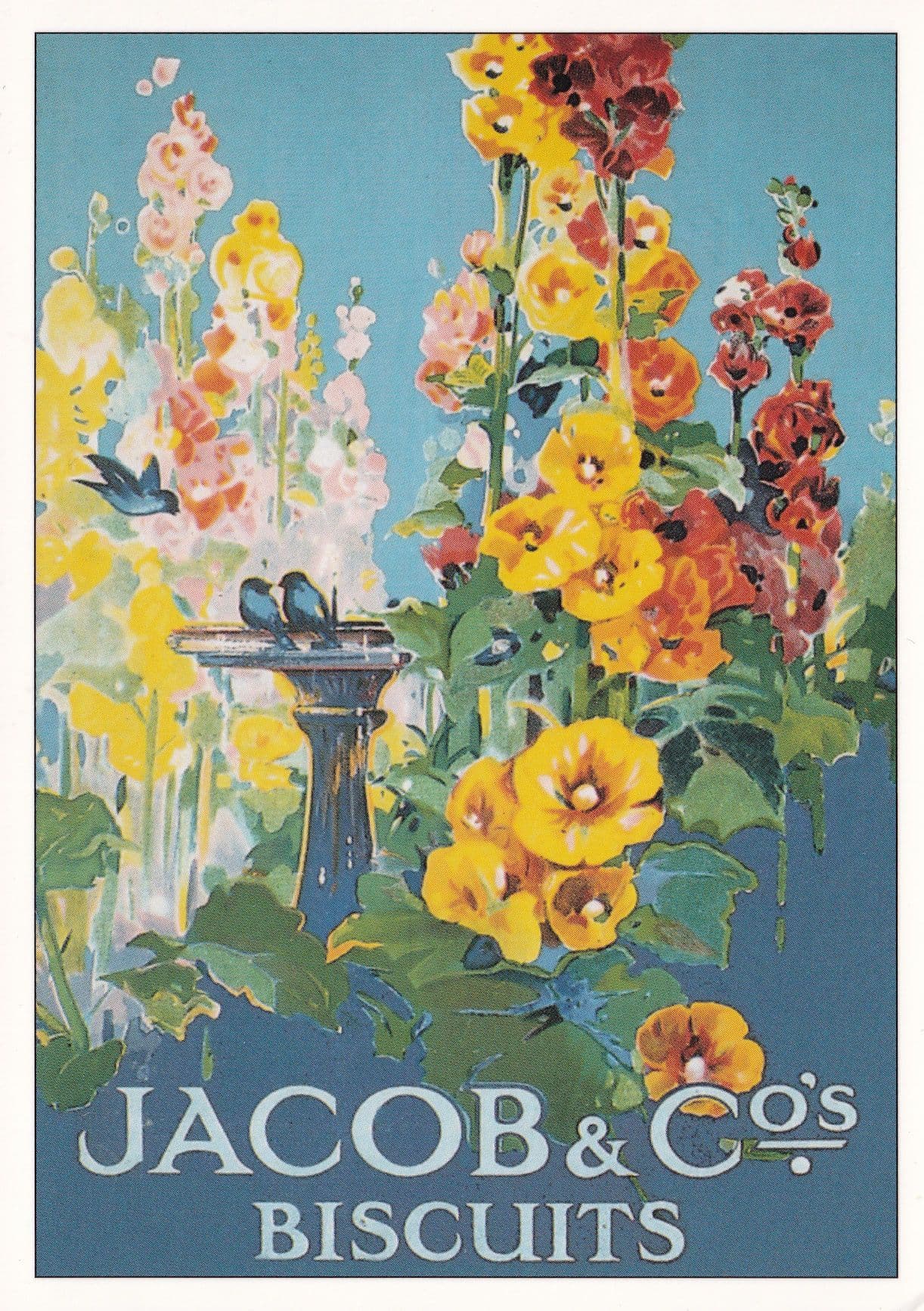 Jacob & Co Biscuits Robert Opie Advertising Postcard