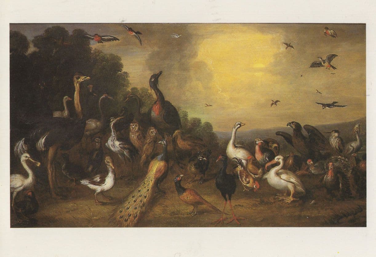 Jan Van Kessel An Assembly Of Birds Dutch Painting Postcard