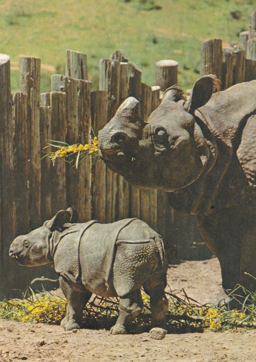 Jaypuri & Gainda Great Indian Rhinoceros Baby San Diego Animal Park Postcard