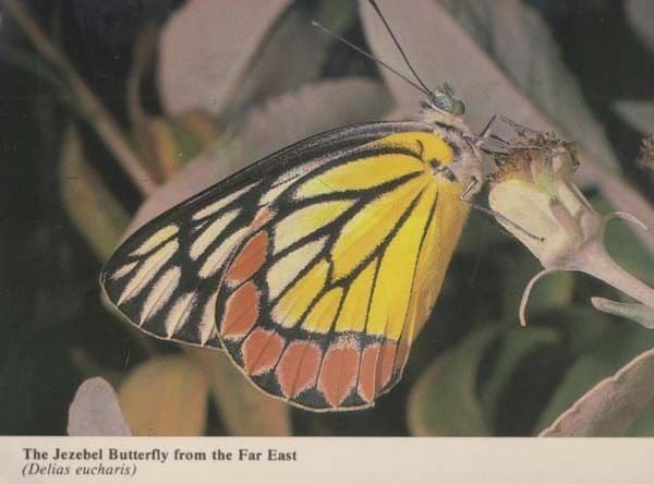 Jazabel Butterfly Asian Japan Stunning Rare New Forest Hampshire Photo Postcard