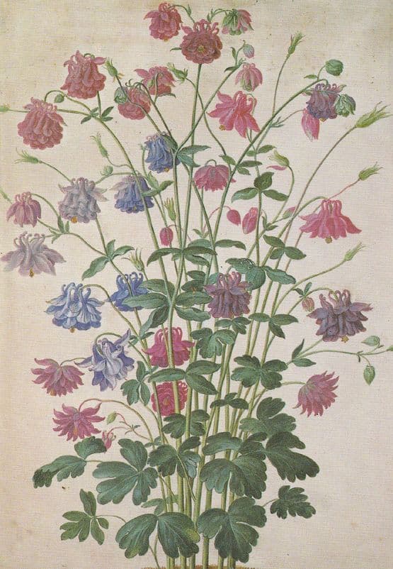 Johann Jakob Walther Aquilegia Tulips London Museum Flower Painting Postcard