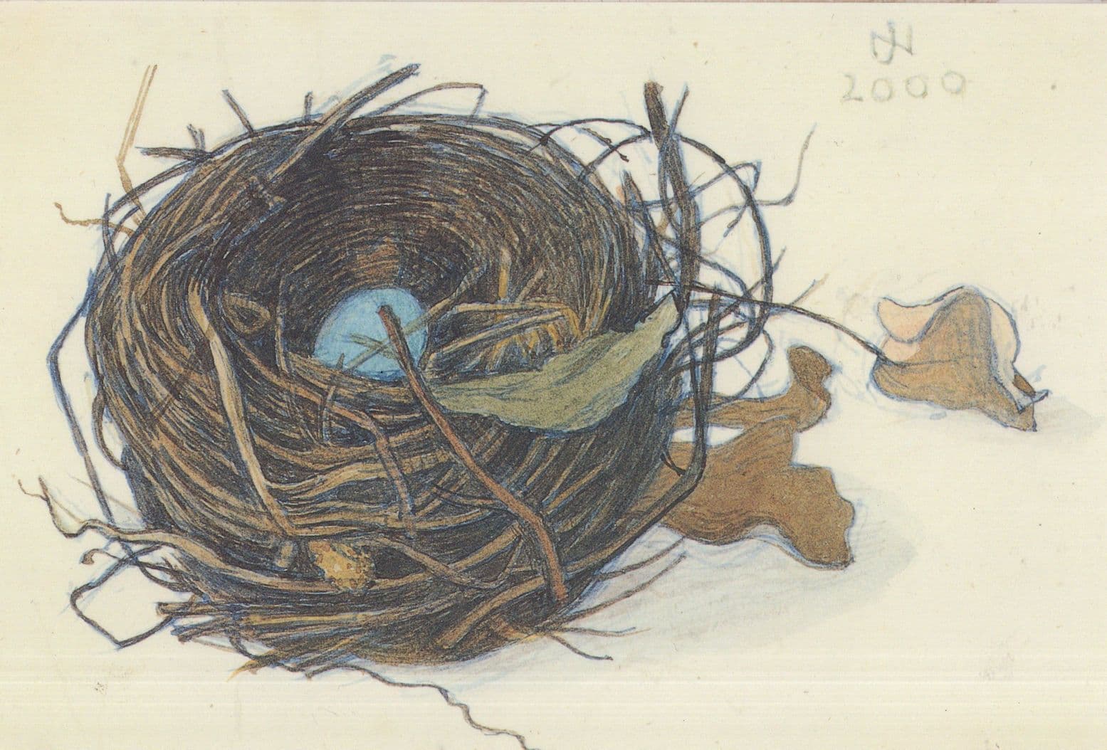 John Napper Blackbirds Bird Nest No 2 Cumbria Painting Postcard