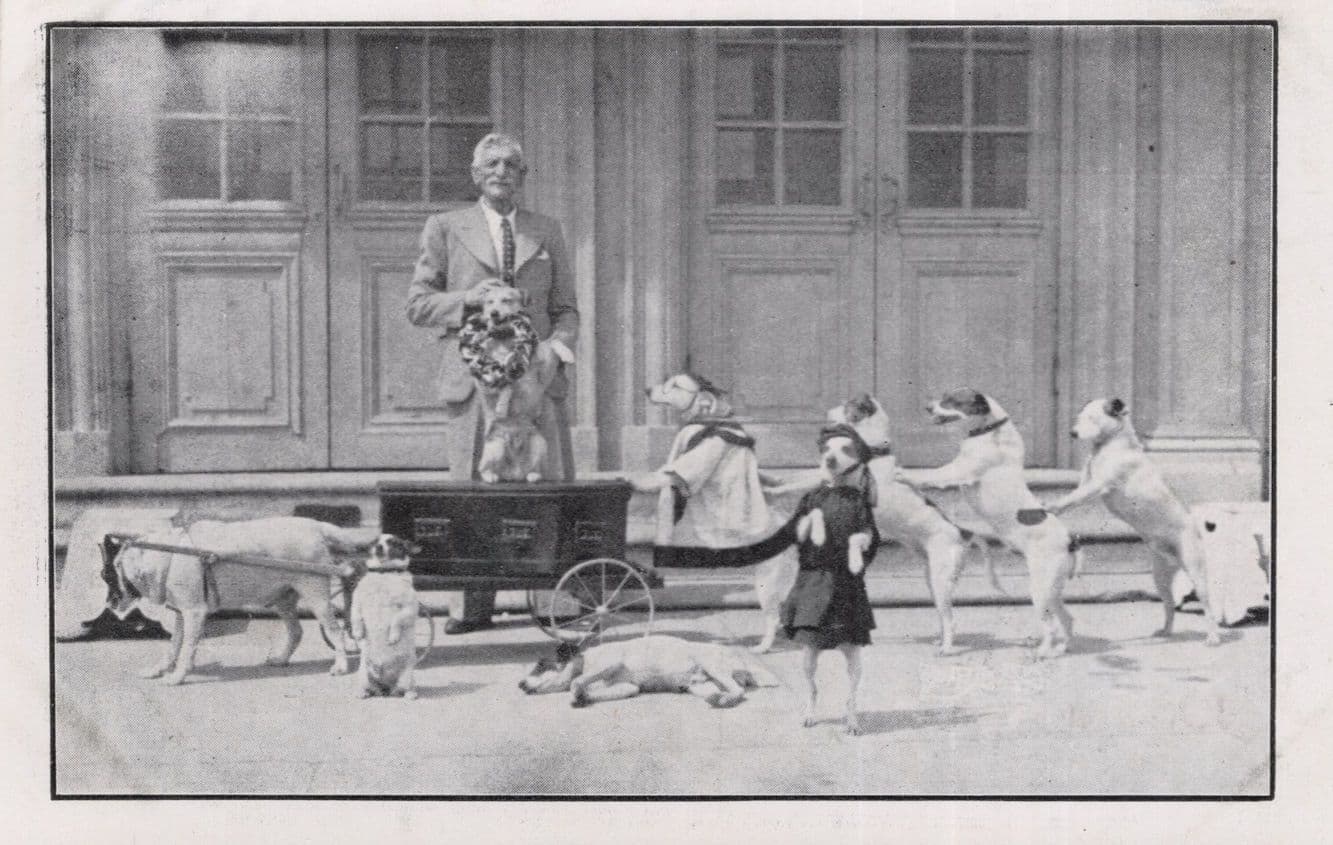 Johnny Watson Fox Terriers Dog Owners Newcastle Advertising Old Postcard