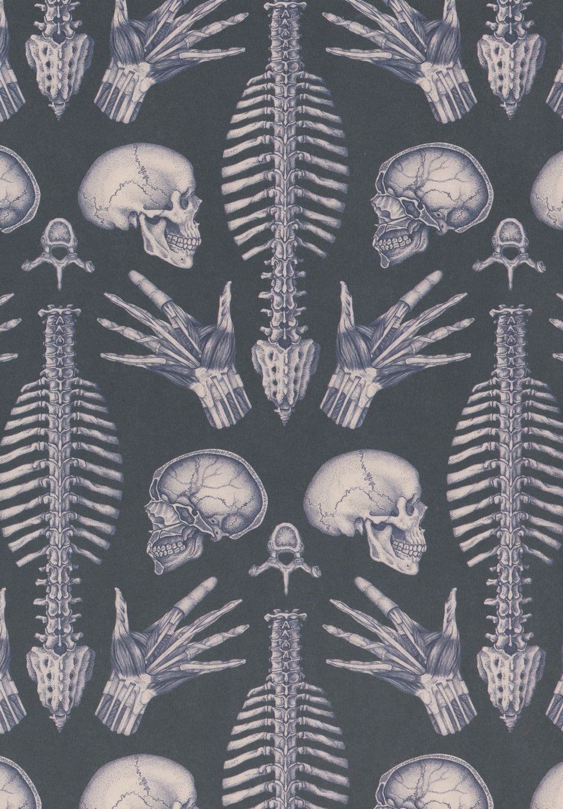 Kaleidoscope Of Spinal Cords Hands Skulls Skeleton Morbid Postcard