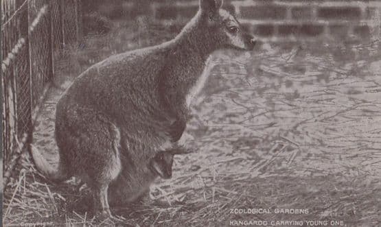 Kangaroo at London Zoo Zoological Gardens Antique Postcard