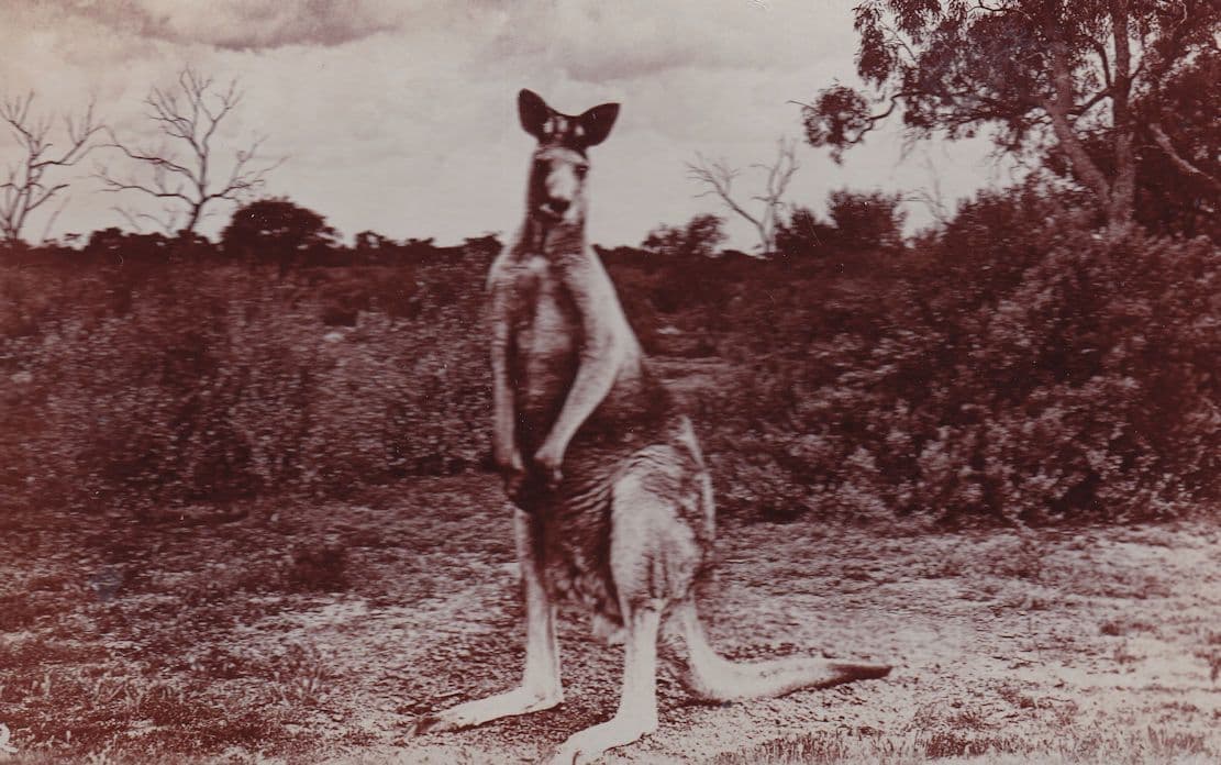 Kangaroo Australian Antique Real Photo Postcard