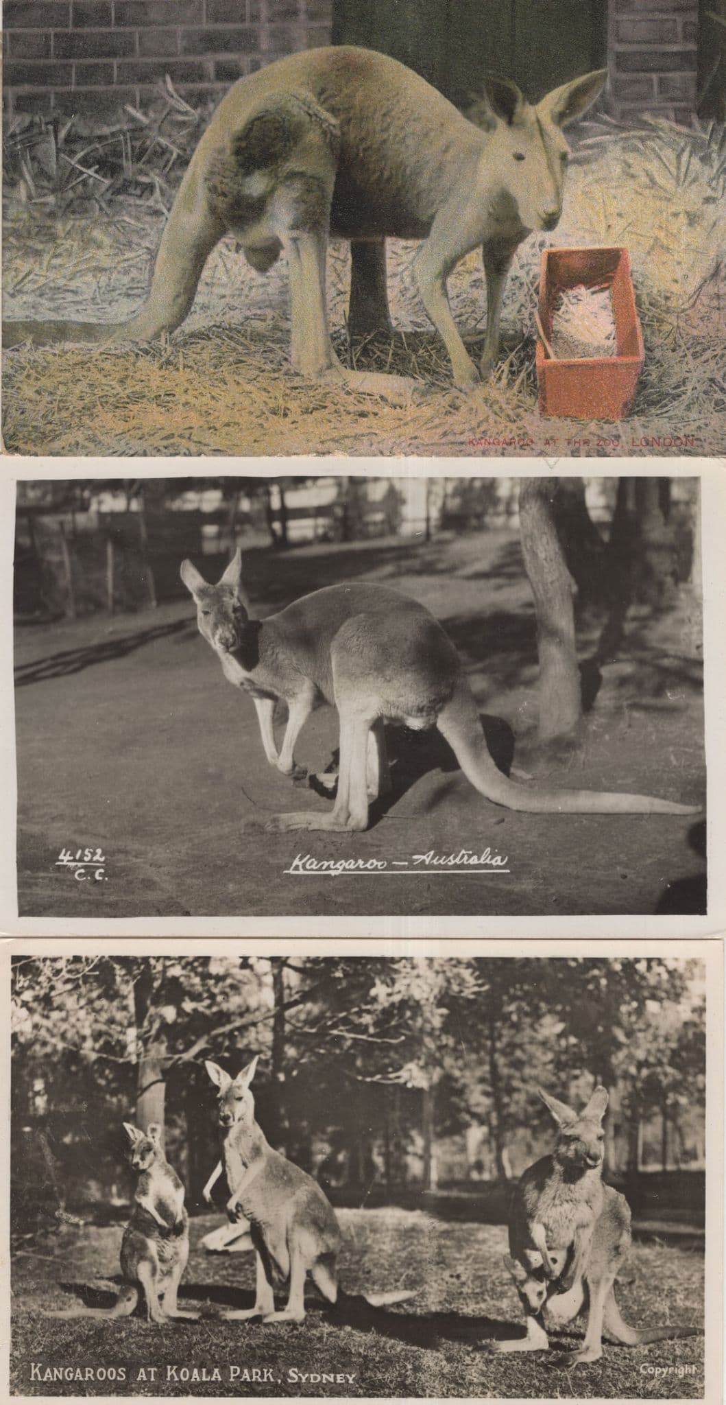 Kangaroo's At Koala Sydney Park Australia 3x Old Postcard s