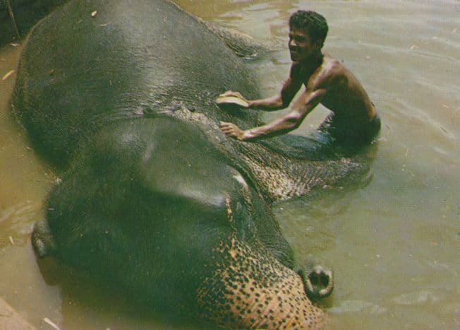 Katugastota Sri Lanka India Elephant Bath 1970s Postcard