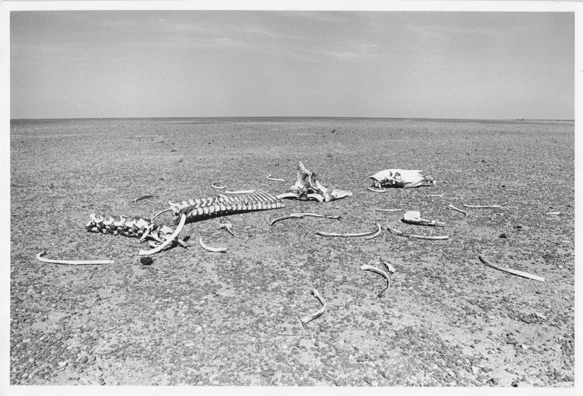 Kenya Animal Skeleton Bones Archaeology 10x8 African Photo
