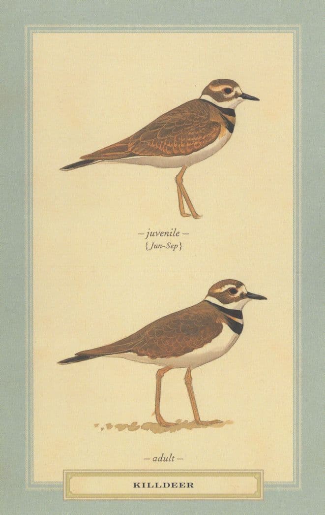Killdeer Juvenile & Adult Bird Stunning Postcard