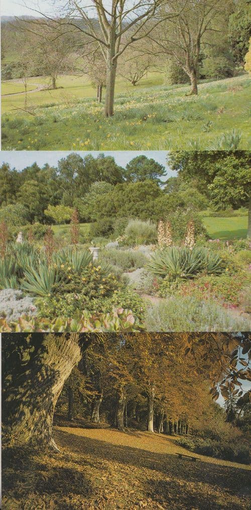 Killerton House Devon Gardens 3 Mint Postcard s