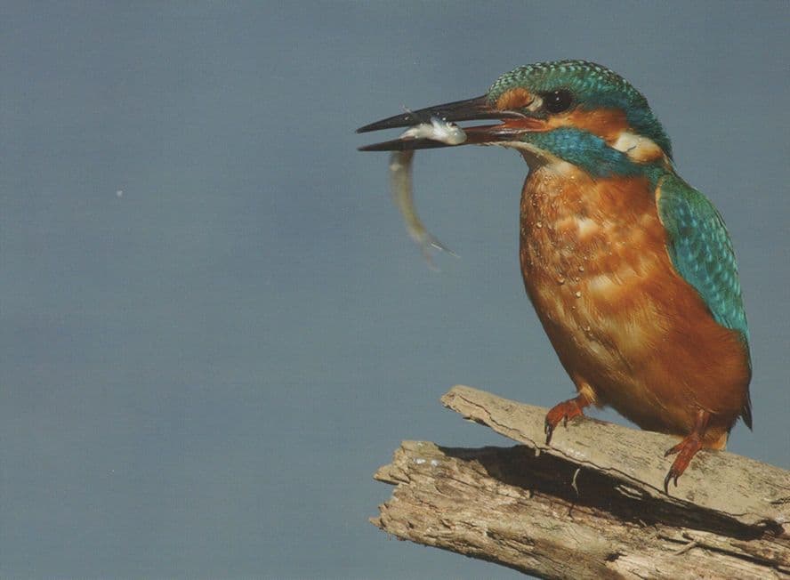 Kingfisher Bird Eating Worm at Hunston Chichester Ship Basin Postcard