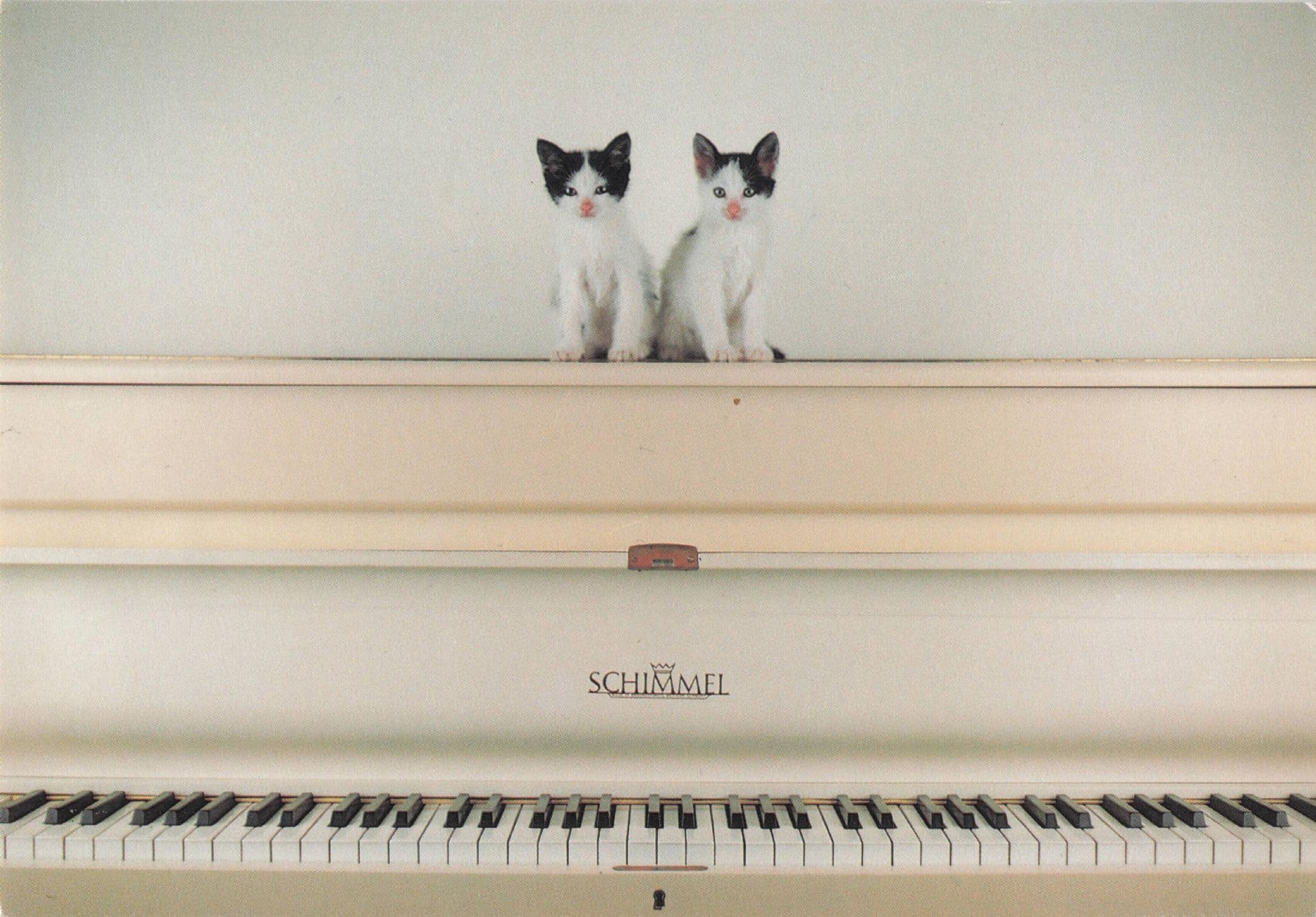 Kitten Cat Twins on Schimmel Piano Dutch Holland Photo Art Postcard