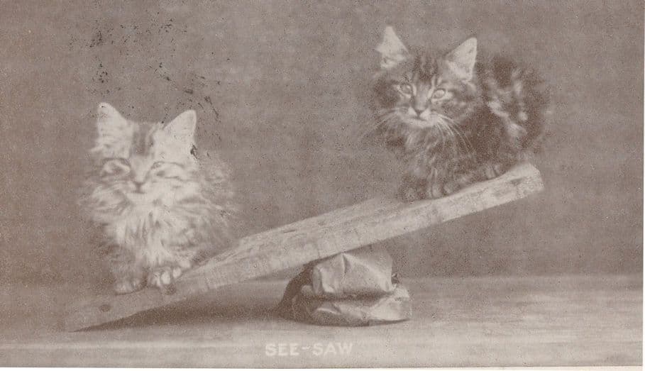 Kittens Cat On A Playground See Saw Antique Postcard