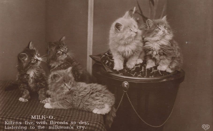 Kittens Cats Waiting For The Milkman Real Photo Dry Throat Postcard