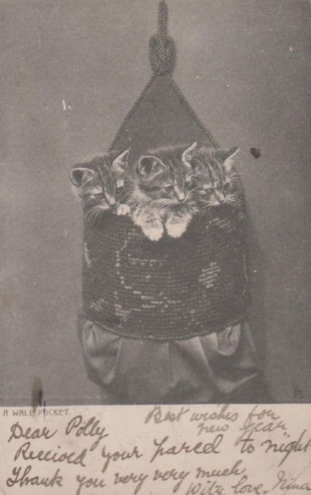 Kittens in Wallpocket Wall Holder Pocket Worried Antique Cat Postcard