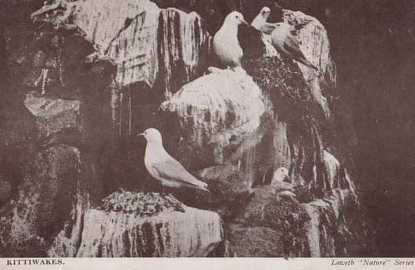 Kittiwakes Loweth Nature Series Nesting Antique Rare Bird Postcard