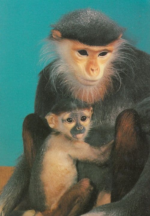 Kleideraffe Mit Jungtier Monkey Ape & Baby German Koln Zoo Postcard