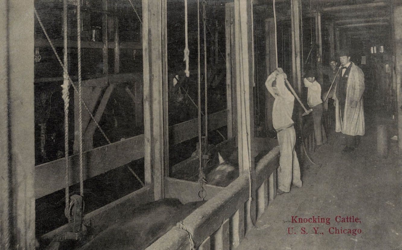 Knocking Cattle Chicago Slaughter House Animal Graphic USA Old RPC Postcard