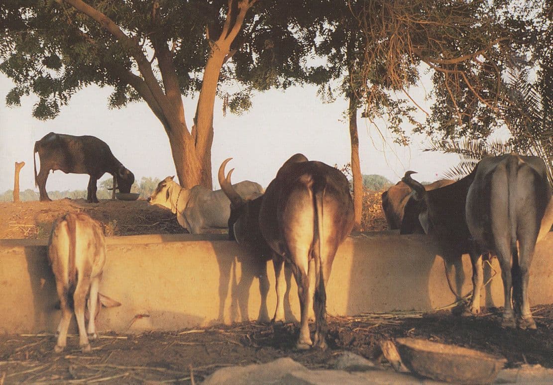 Kutch Farm Western India Cattle & Crafts Postcard