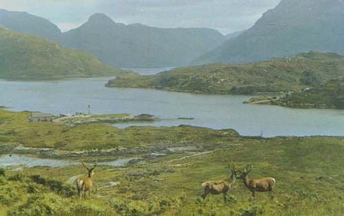 Kylesku Ferry Deer Scottish Wildlife Sutherland Scotland 1960s Postcard