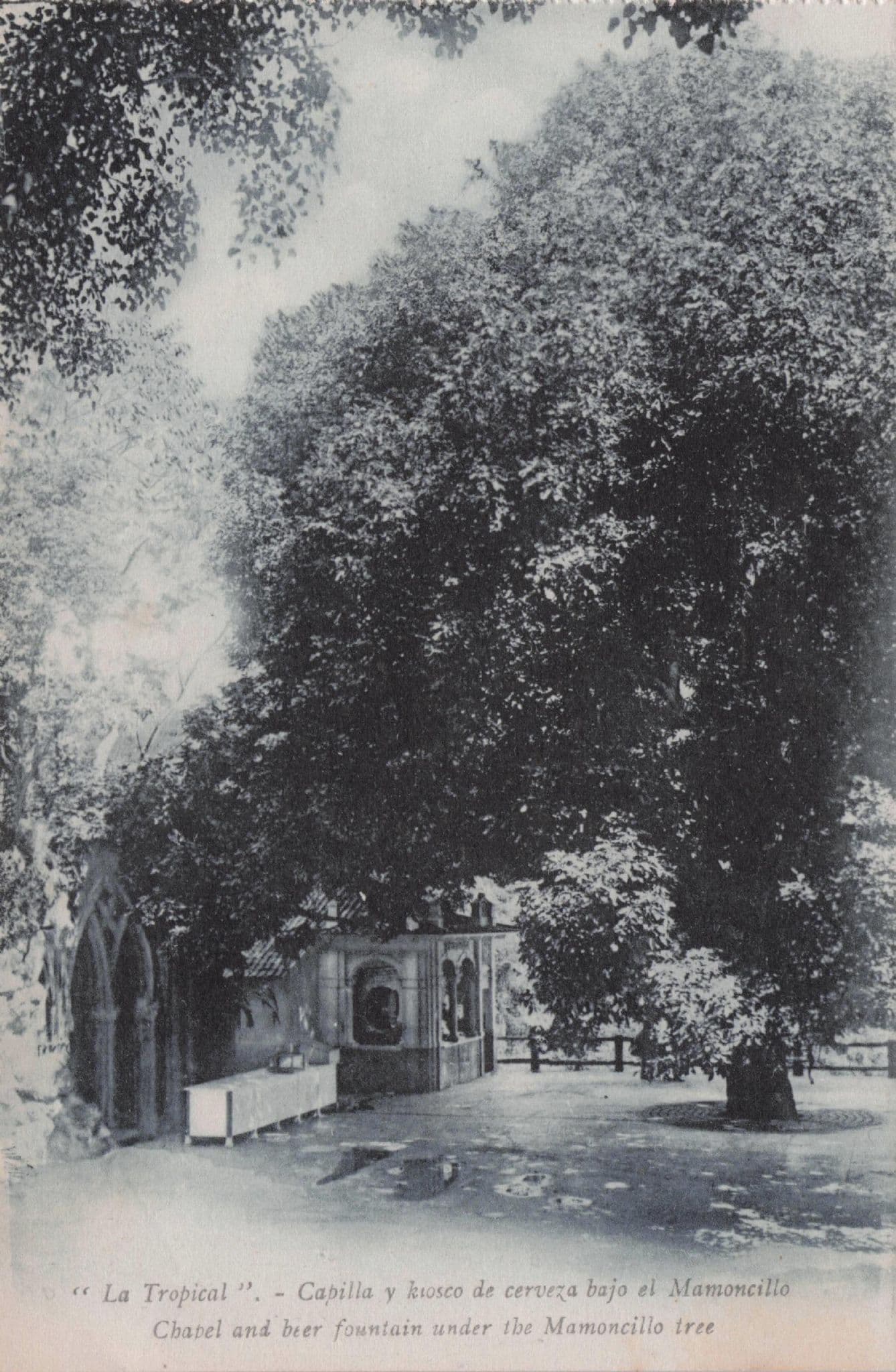 La Cupula Havana Tropical Cuba Beer Fountain Mamoncillo Tree Old Postcard