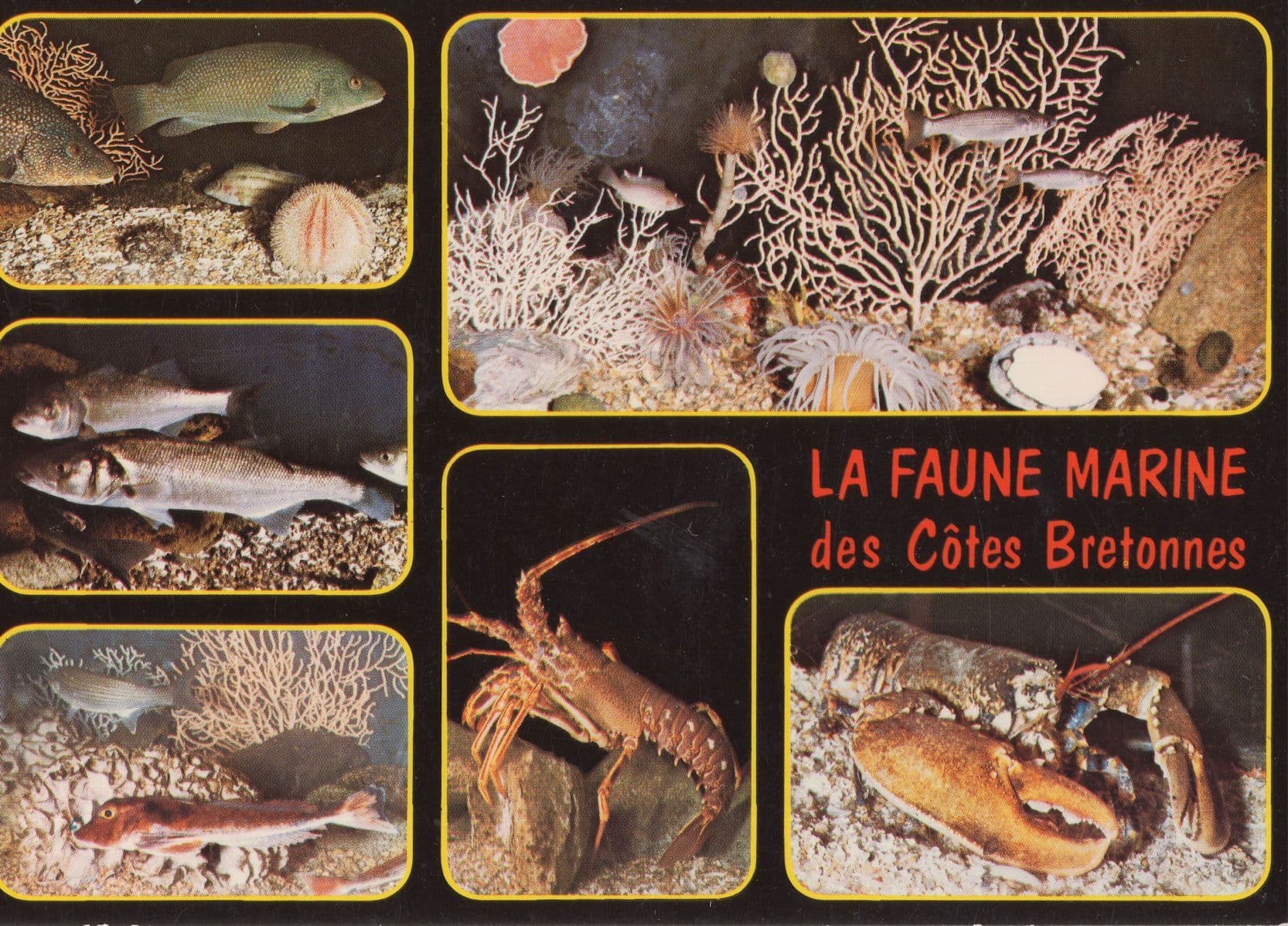 La Faune Marine Des Cotes Bretonnes French Sealife Postcard
