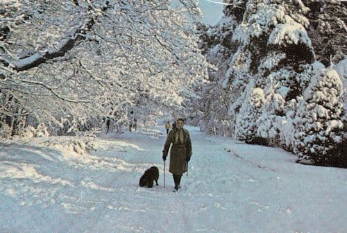Lady Walking Dog at Hook Heath Surrey 1970s Christmas Postcard