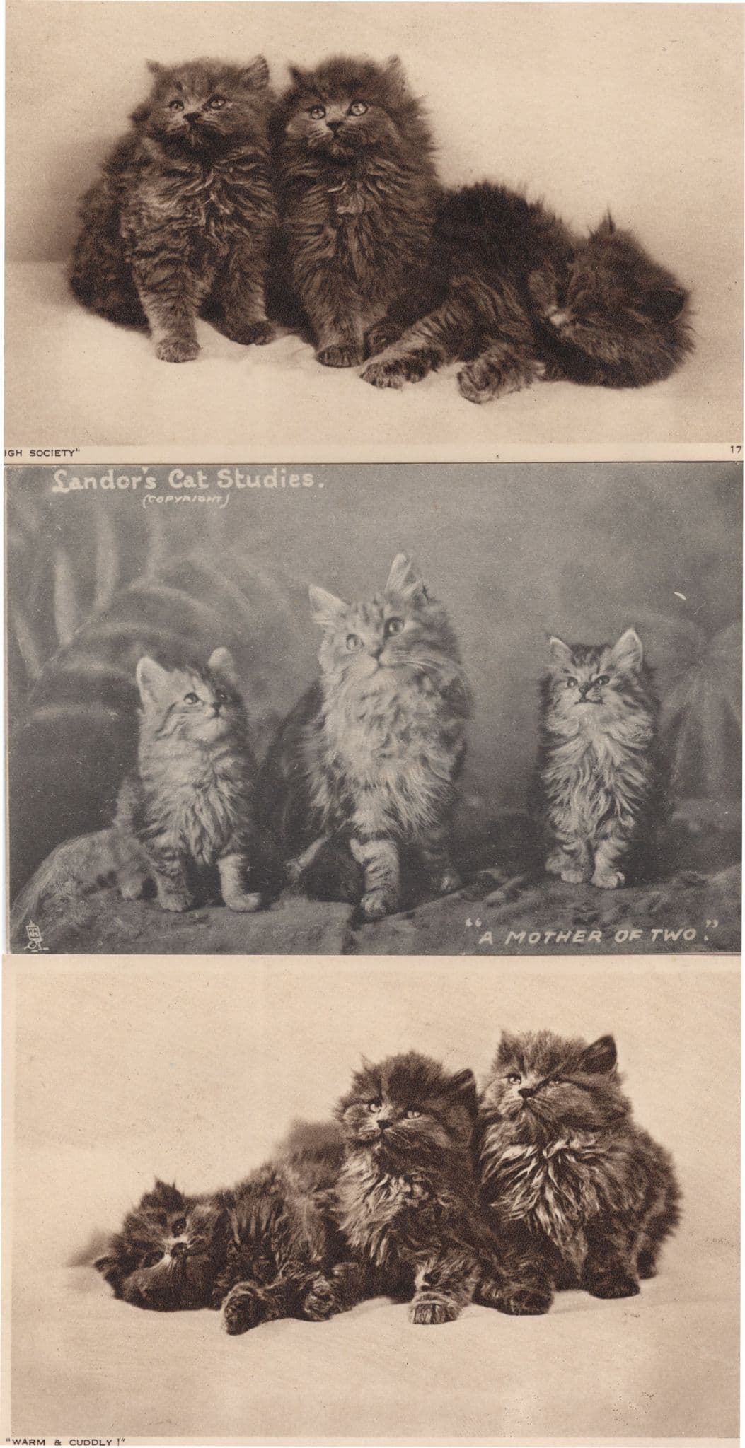 Landors Cat Studies A Mother Of Two 3x Kitten Family Old Postcard s