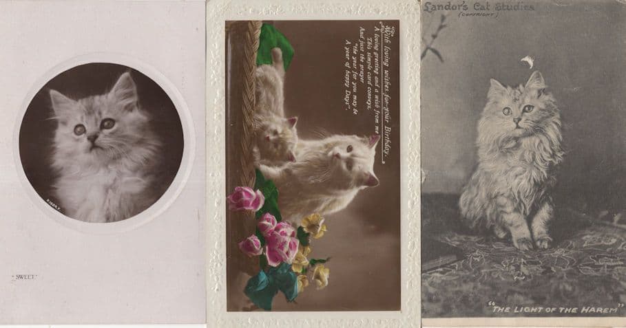 Landors Cat Studies The Light Of The Harem 3x Persian Cat Postcard s