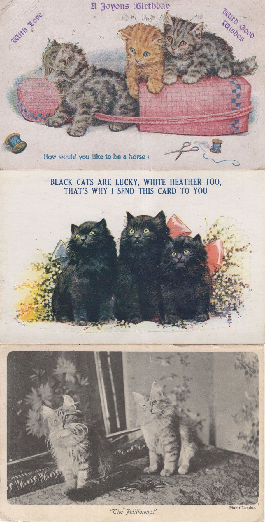Landors Cat Studies The Petitioners Kitten 3x Comic Postcard s
