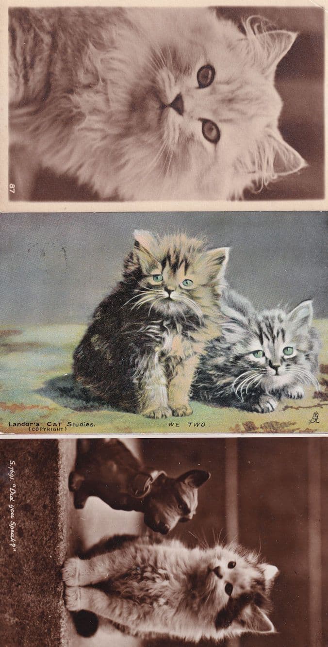Landors Cat Studies Two Two 3x Old Cats Postcard s