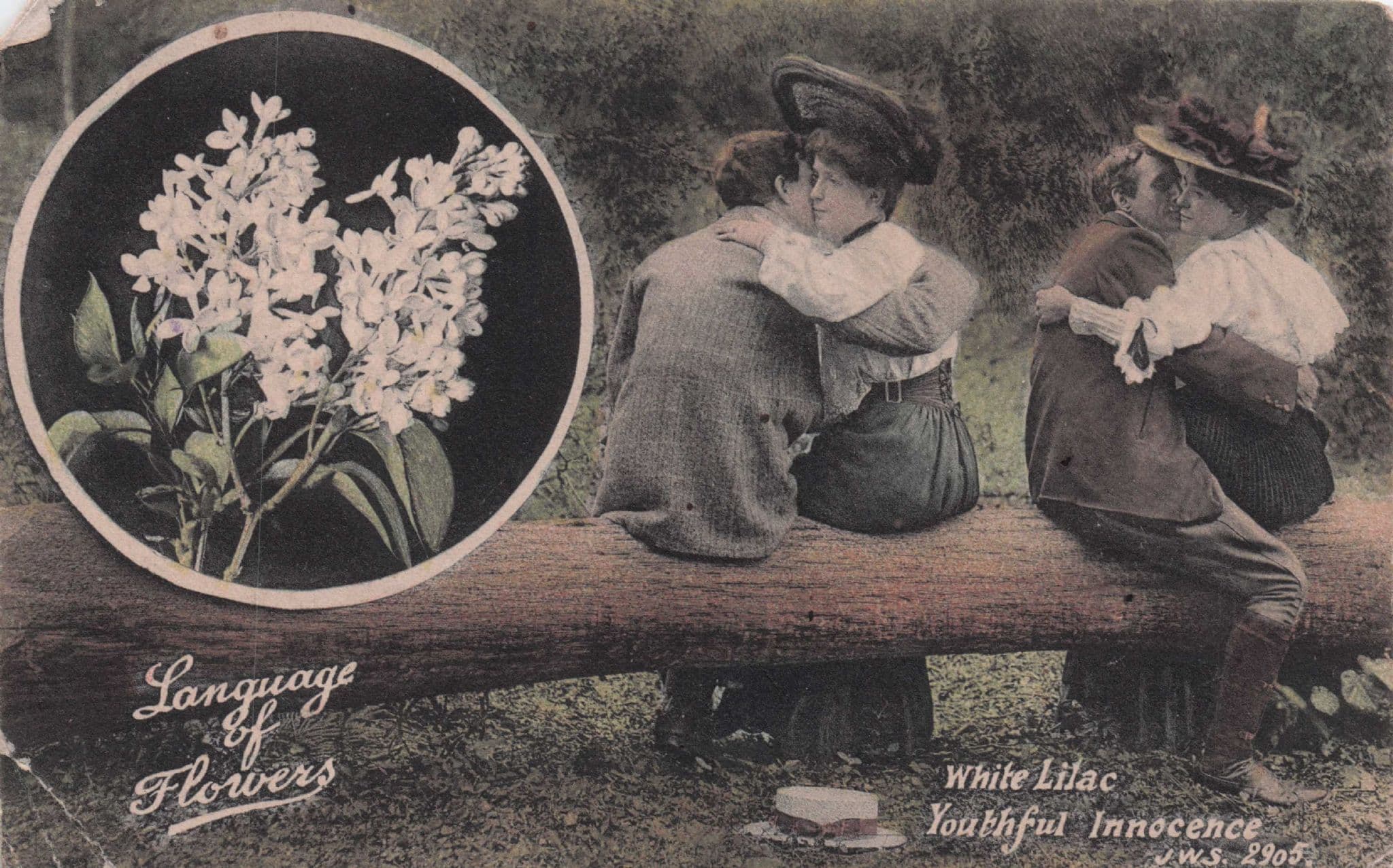 Language Of Flowers White Lilac Youthful Innocence Postcard