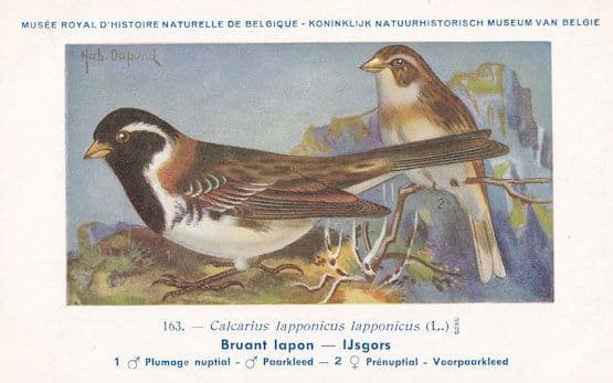 Lapland Longspur Calcarius Lapponicus Old WW2 Bird Rare Postcard